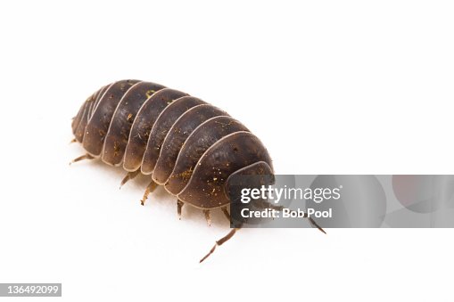 Pillbug or Sow bug Pillbug or Sow bug