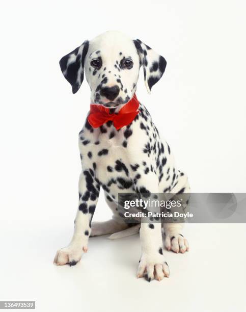 dressed up dalmation - dalmatian dog stock pictures, royalty-free photos & images