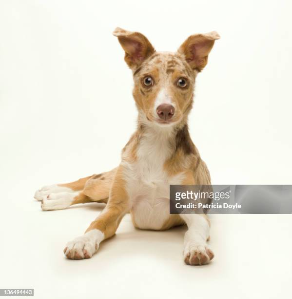 wide-eyed puppy paying attention - australian shepherd stock pictures, royalty-free photos & images