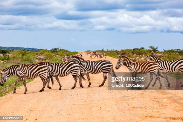 zebras on dirt road at wild - zebra herd stock pictures, royalty-free photos & images
