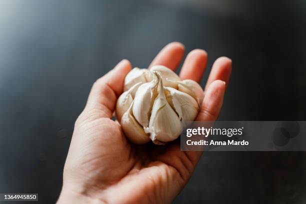 human hand holding garlic with its cloves open. - garlic clove stock-fotos und bilder