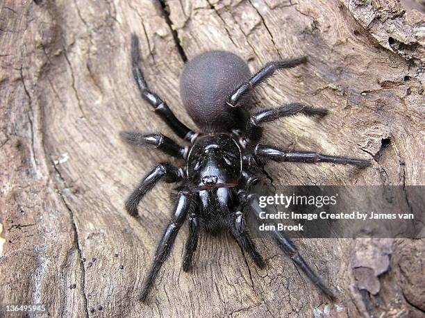 the sydney funnel web spider - spider photos et images de collection