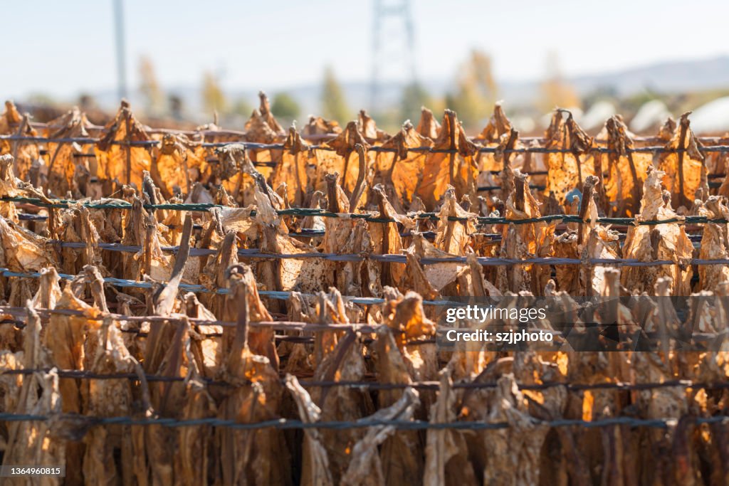 tobacco raw material Dried Leaves Golden Leaf Stock Photo 546745474 Tobacco Raw Material Drying High-Res