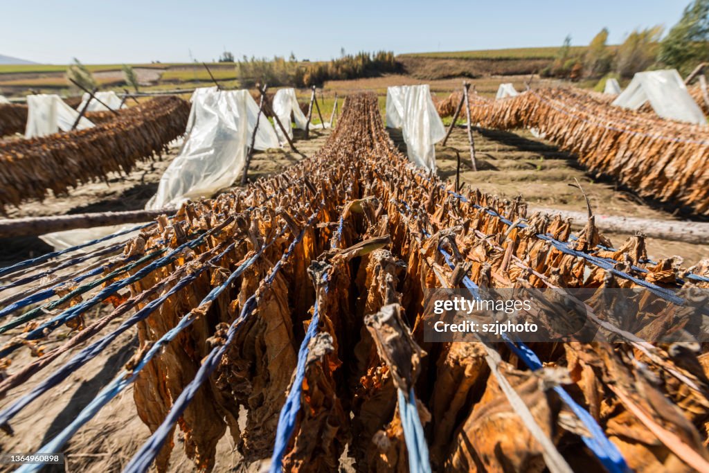 Material Drying Form Tobacco Raw Material Drying High-Res Stock Photo - Getty Images