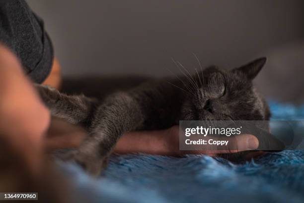 young beautiful teenage girl lying on a bed with her russian blue cat, cat put its head on her hand - pure bred cat stockfoto's en -beelden