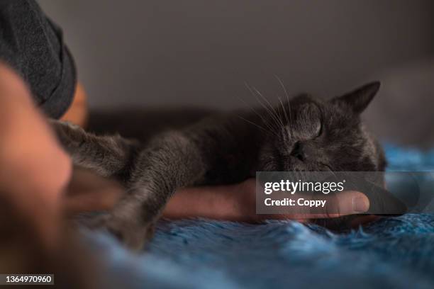 young beautiful teenage girl lying on a bed with her russian blue cat, cat put its head on her hand - purebred cat bildbanksfoton och bilder