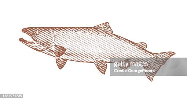 large chinook salmon - salmon stock illustrations