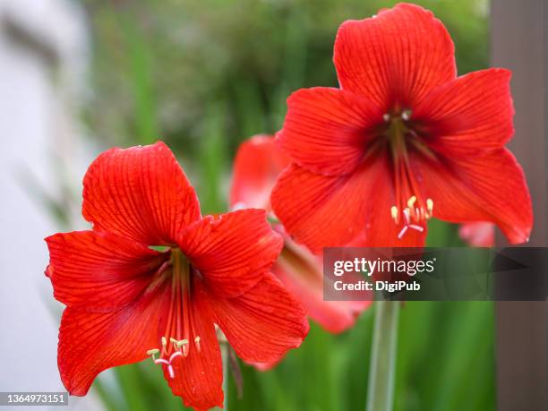 amaryllis - amaryllis stock pictures, royalty-free photos & images