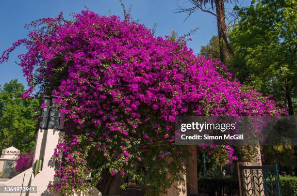 magenta bougainvillea in bloom on a pergola - bougainville foto e immagini stock