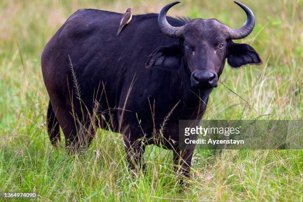 african buffalo and red-billed oxpecker at wild - african buffalo stock pictures, royalty-free photos & images