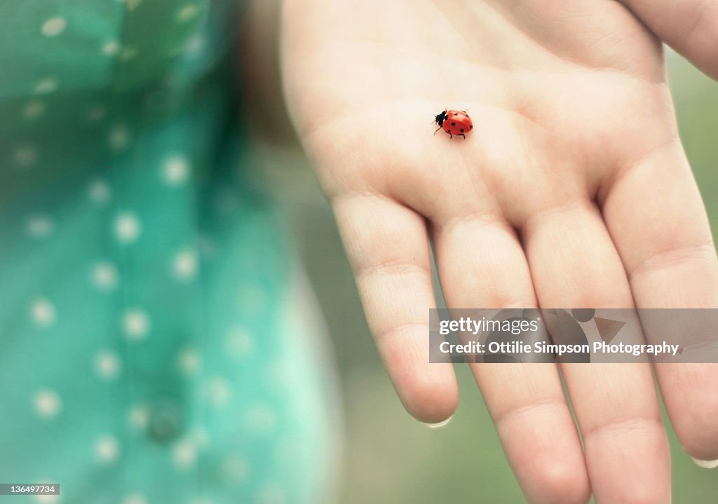 Ladybug on female hand