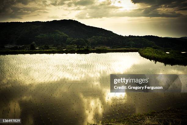 golden rice field - oda shimane stock pictures, royalty-free photos & images