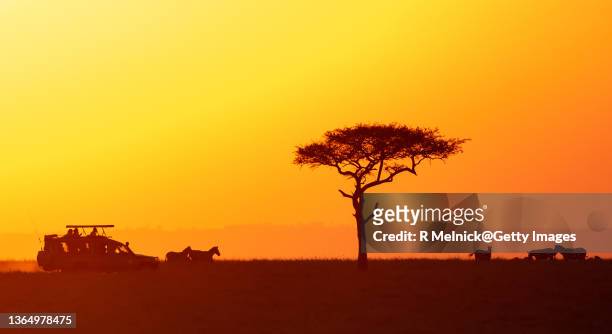 acacia tree and safari jeep at sunset - vachellia tortilis stockfoto's en -beelden
