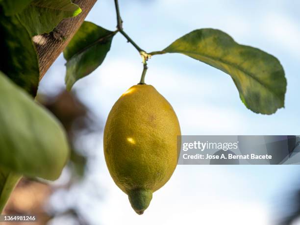lemon tree with lemons ready to harvest. - zitronen feld stock-fotos und bilder