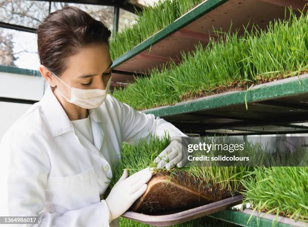 agronomist with wheatgrass - kweekgras stockfoto's en -beelden