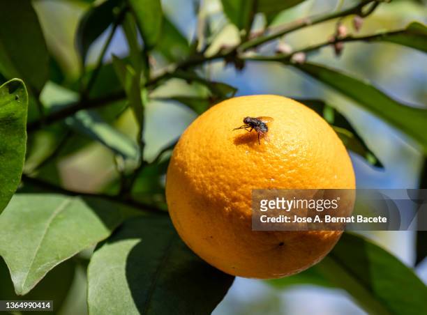 orange field, branch of an orange tree with one orange hanging. - fruit flies stock pictures, royalty-free photos & images