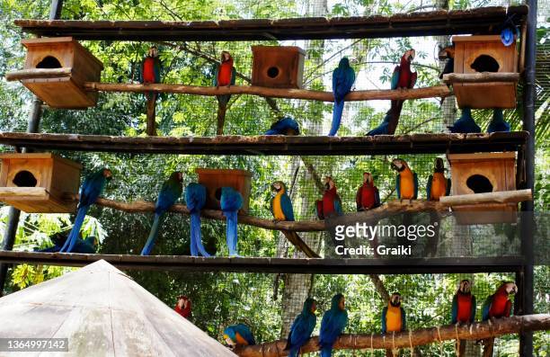 many macaws in the bird pond. - foz do iguacu stock-fotos und bilder