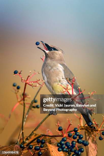 cedar waxwing bird tossing back berry into mouth in pennsylvania - zangvogels stockfoto's en -beelden