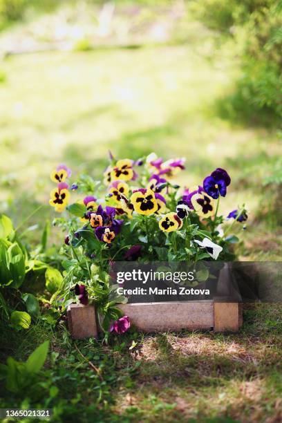 beautiful cute summer picture with garden flowers - flowerbed stock pictures, royalty-free photos & images