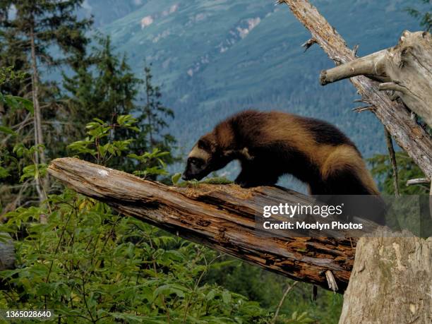 wolverine on a dead log - wolverine alaska stock pictures, royalty-free photos & images