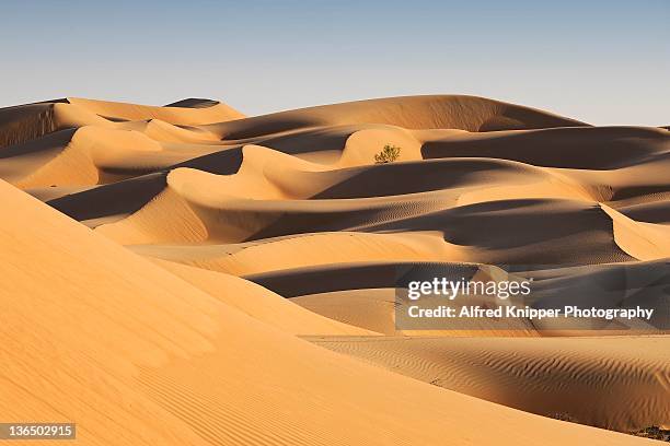 wahiba desert - 阿曼 個照片及圖片檔