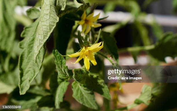 close up of the beginning of the flowering of a tomato plant in the family garden - espalhar imagens e fotografias de stock