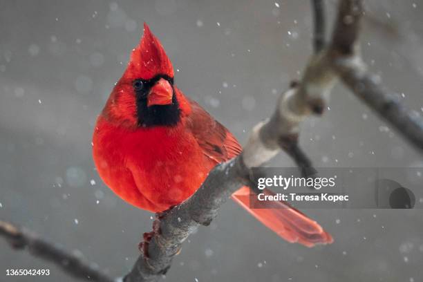 northern cardinal in the snow - fringillidae imagens e fotografias de stock