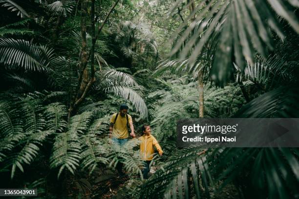 father and young daughter hiking in jungle, ishigaki island, okinawa, japan - farn stock-fotos und bilder