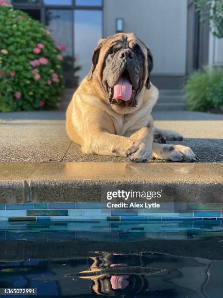 mastiff - bull mastiff stock-fotos und bilder