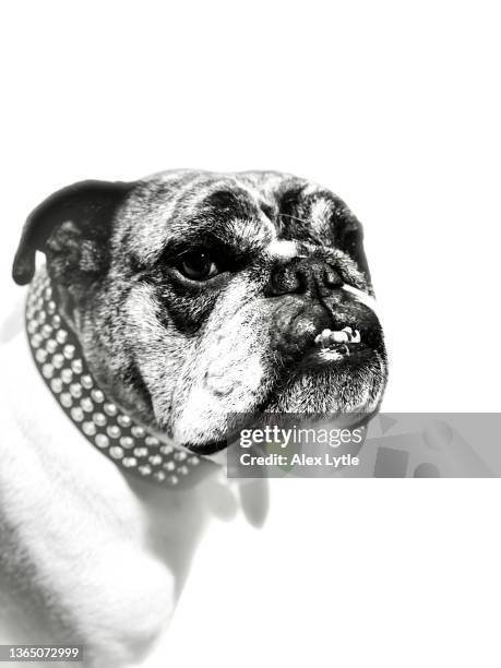 bulldog beauty - bouledogue anglais photos et images de collection