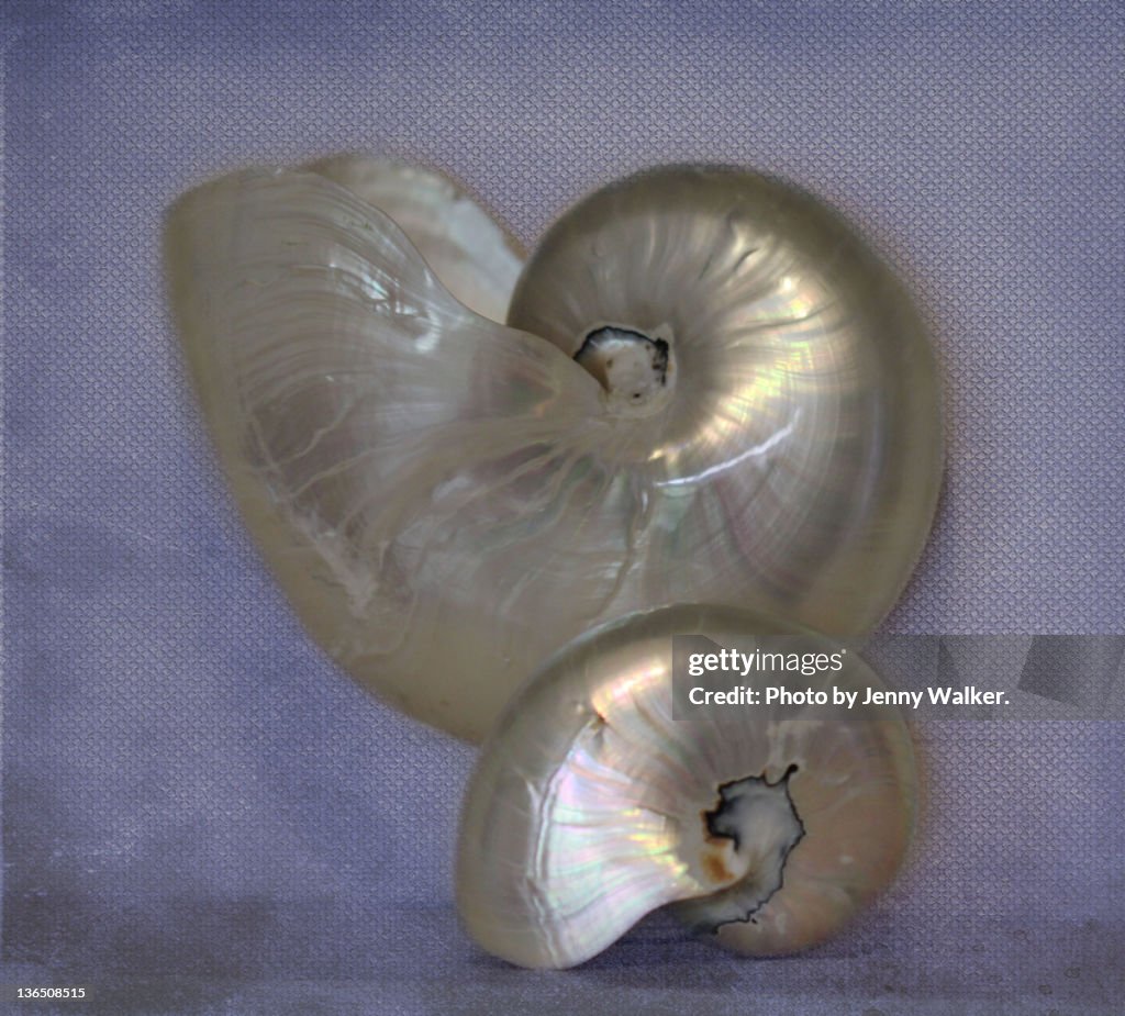 Polished nautilus shells
