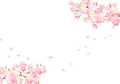 Hand drawn watercolor. Cherry blossom background illustration