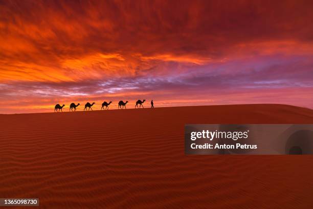 camel caravan in the desert on a sand dune at sunset. arid landscape of the sahara desert - camel isolated stock pictures, royalty-free photos & images