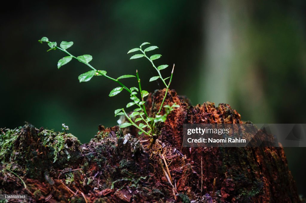New plant shoots growing from a rotting tree stump in a rainforest