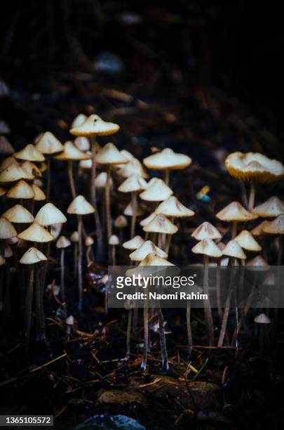 cluster of tiny mushrooms with delicate stems, growing on forest floor - naomi woods - fotografias e filmes do acervo