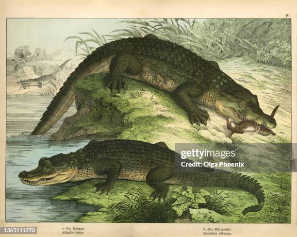 antique chromo-lithograph with crocodile and alligator, kirby's natural history of the animal kingdom, published in 1889. - krokodillenfamilie stockfoto's en -beelden