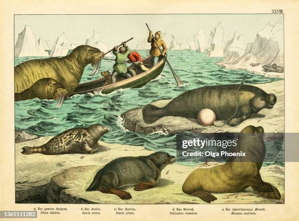 a sheet of  antique chromo-lithograph with with walruses, seals and sea lions, kirby's natural history of the animal kingdom, published in 1889 - animal print stock-fotos und bilder