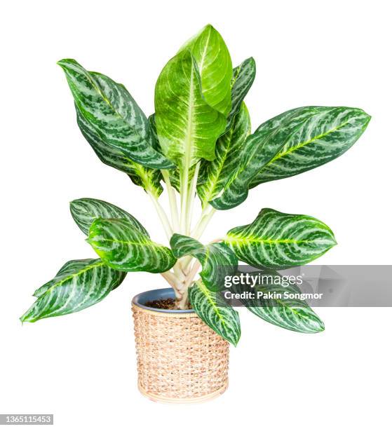 clipping part of aglaonema in wicker basket, isolated on a white background. - dumb cane stock pictures, royalty-free photos & images