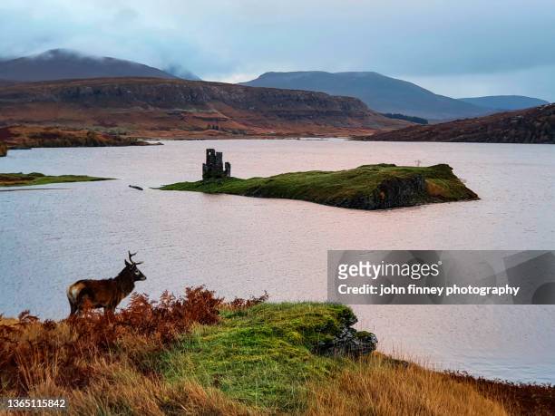 ardvreck castle with a stag, scottish highlands uk - sutherland scotland stockfoto's en -beelden