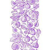Figs seamless pattern, decorative border. Vintage
