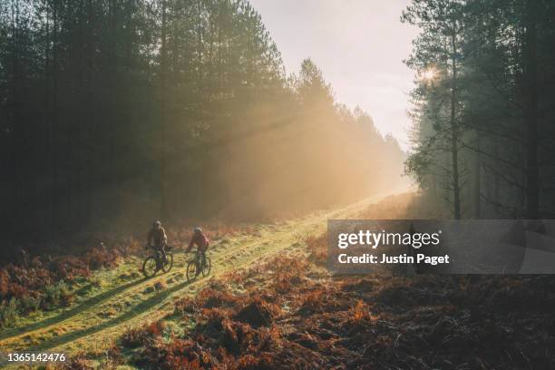 two men cycling through the forest as the morning sun lights up the trail - trilho para bicicleta desporto ao ar livre imagens e fotografias de stock