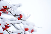 Bunches of red rowan berries under snow