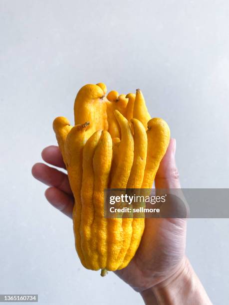 man's hand holding bergamot - cidra frutas cítricas - fotografias e filmes do acervo