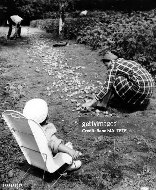Enfant regardant sa mère ramasser des pommes de terre dans un champ du Cher, en 1966.