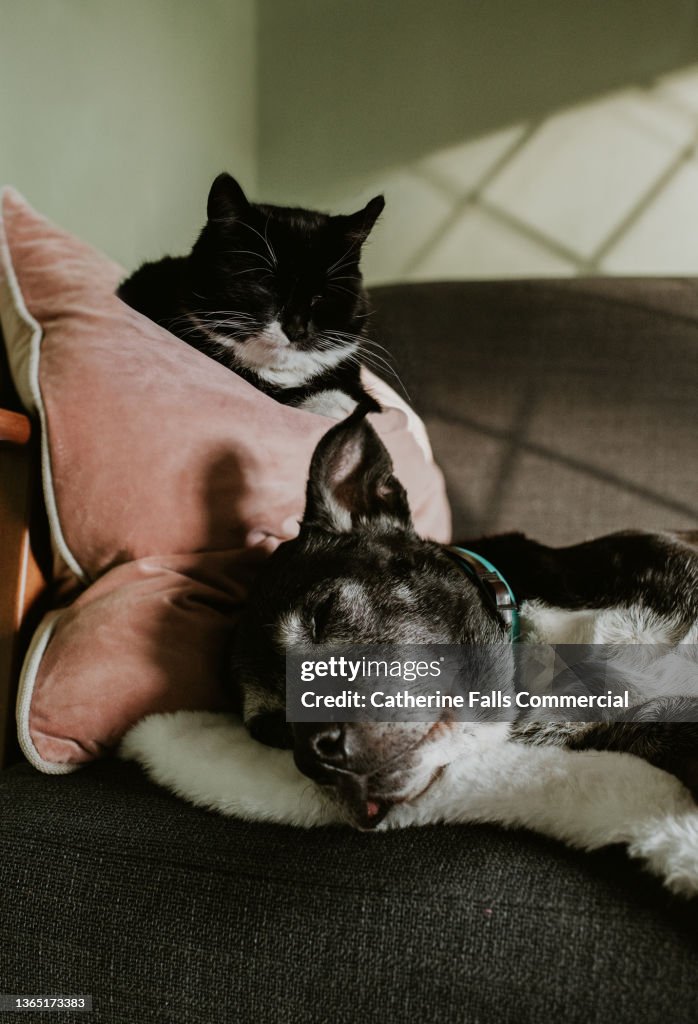 A black cat and a black dog nap together in a sunny room