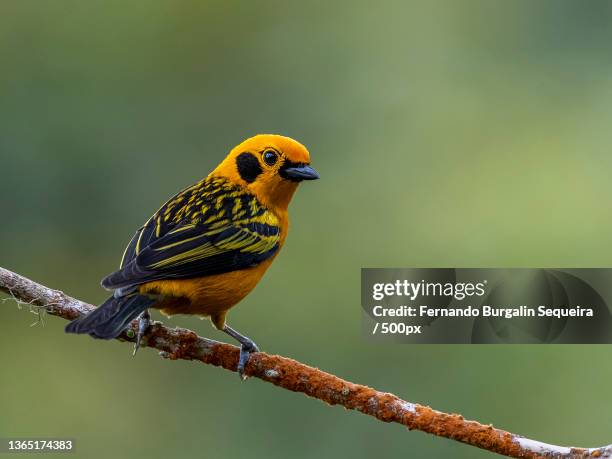 golden tanager,close-up of songtropical passerine tanager perching on branch,cali,valle del cauca,colombia - paradise tanager stock pictures, royalty-free photos & images