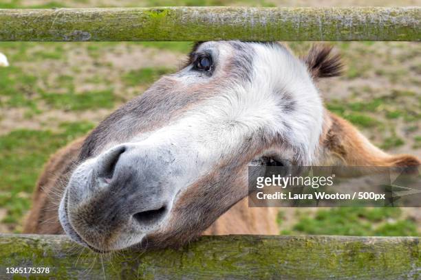 donkey leaning through fence,close-up of dog by fence - jackass images - fotografias e filmes do acervo
