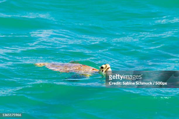 high angle view of man swimming in sea,anegada,british virgin islands - anegada stock-fotos und bilder