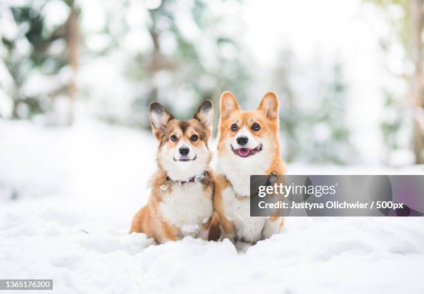 two welsh corgi pembroke dogs in a snow happy - pembroke welsh corgi - fotografias e filmes do acervo
