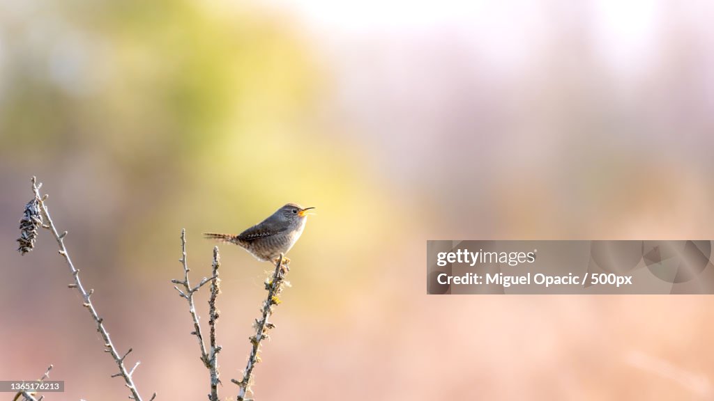 Encounter with Nature,Close-up of songwren perching on plant,Attwater Prairie Chicken National Wildlife Refuge,United States,USA